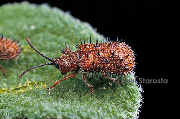 Hispa testacea