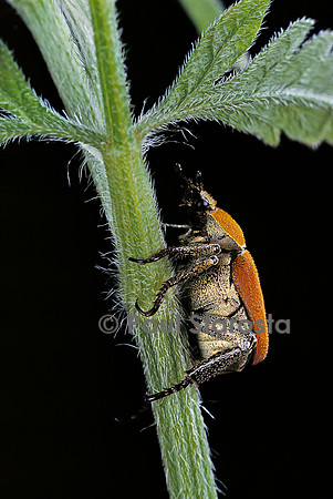 Hoplia argentea (hoplie arge ntée)