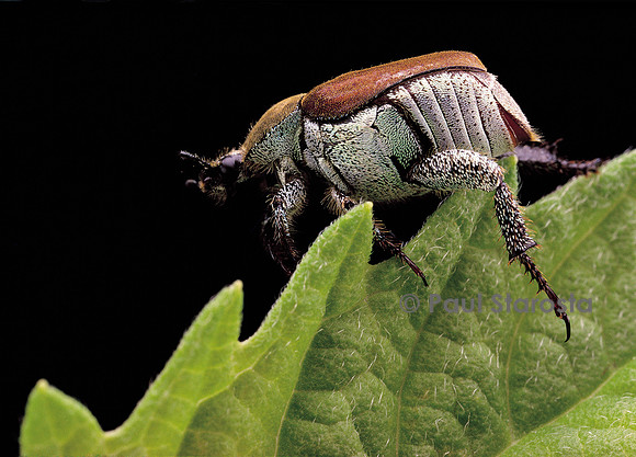 Hoplia coerulea (hoplie bleue) - femelle