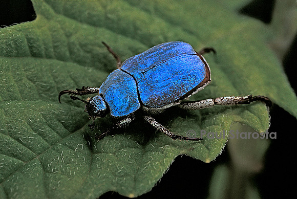 Hoplia coerulea (hoplie bleue)