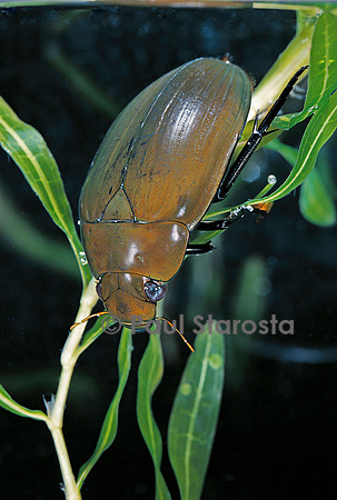 Hydrophilus piceus (hydrophile)