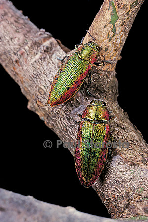 Lampra rutilans (bupreste)
