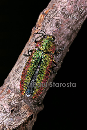 Lampra rutilans (bupreste)