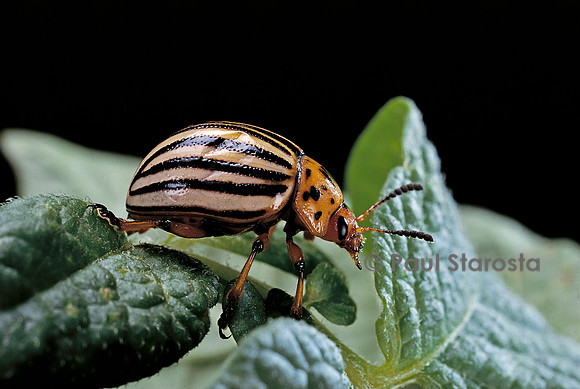 Leptinotarsa decemlineata (doryphore)