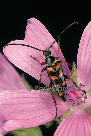 Leptura aurulenta