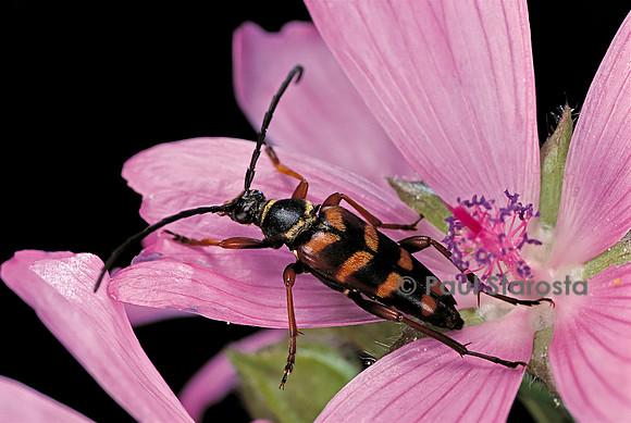 Leptura aurulenta