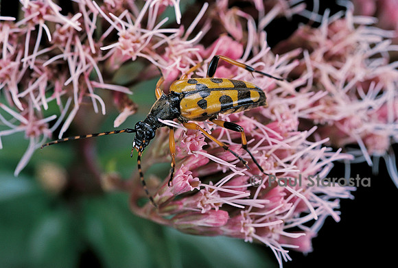 Leptura maculata