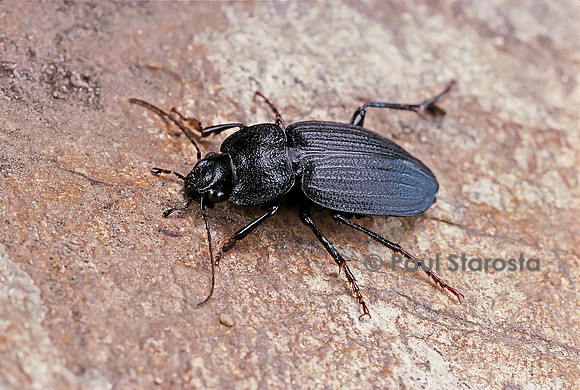 Licinus punctatulus