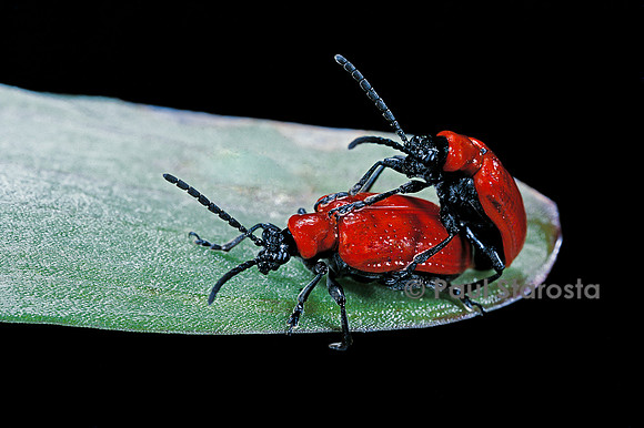 Lilioceris lilii (criocère du lis)