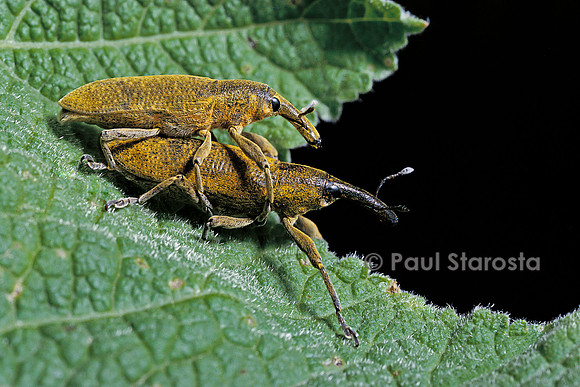 Lixus algirus (charançon)