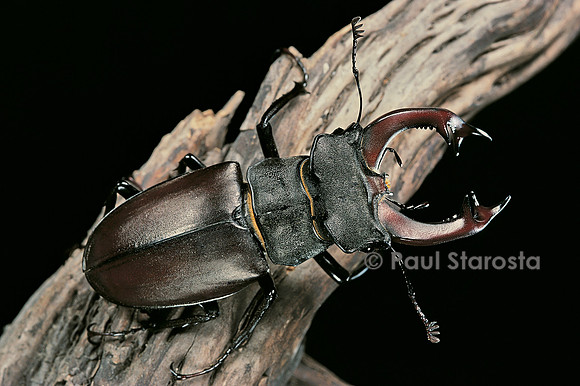 Lucanus cervus (cerf-volant ou lucane)