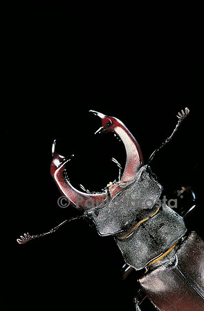 Lucanus cervus (cerf-volant ou lucane)