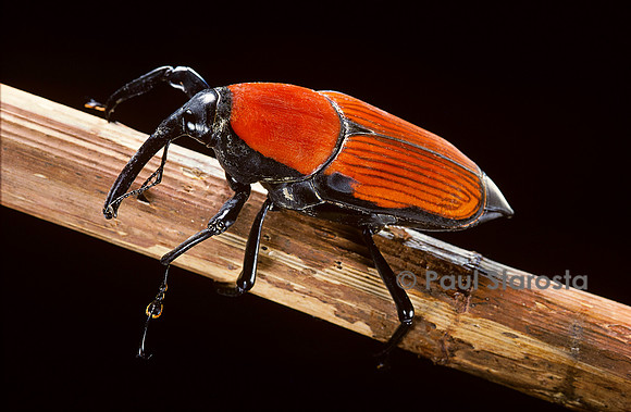 Macrochirus praetor (charançon)