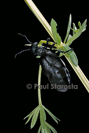 Meloe proscarabaeus