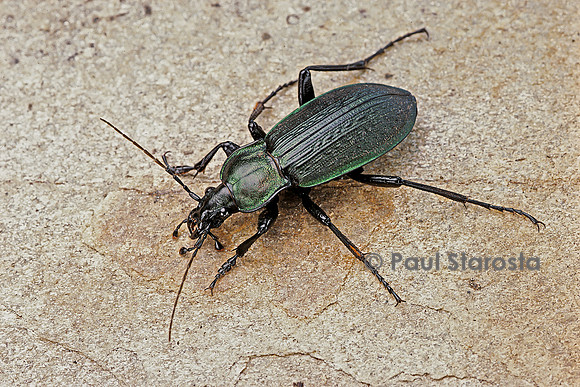 Carabus morbillosus cheminorum (carabe)