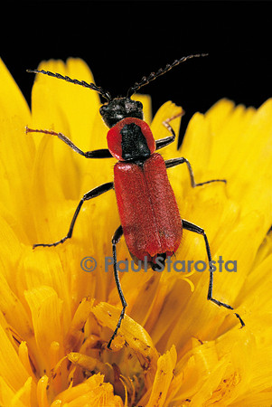 Clanoptilus rufus