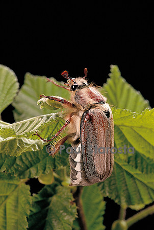 Melolontha melolontha (hanneton commun)