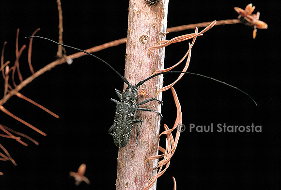 Monochamus sartor