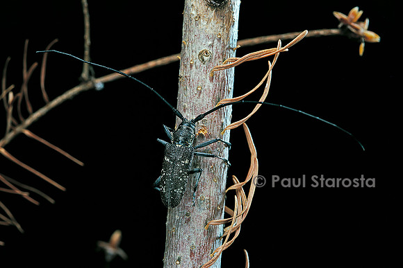 Monochamus sartor