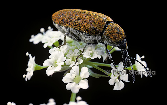 Mycterus curculioides
