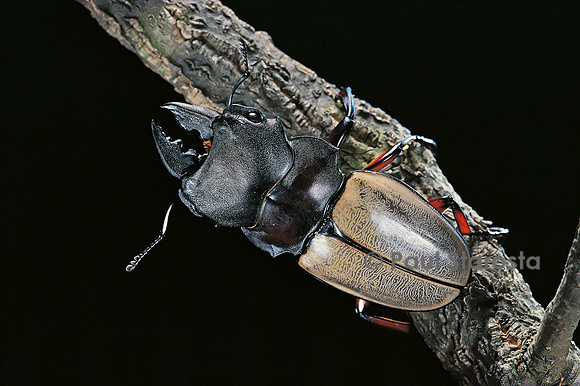 Odontolabis femoralis