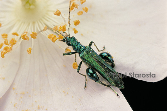 Oedemera nobilis