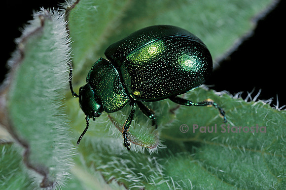Chrysolina herbacea (chrysomèle de la menthe)