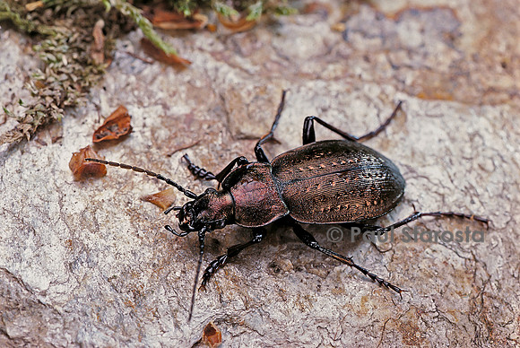 Orinocarabus fairmairei (carabe)