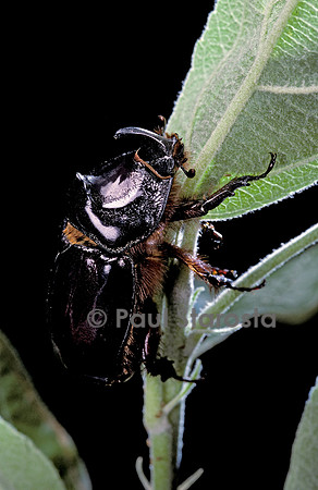 Oryctes nasicornis (rhinocéros) - mâle