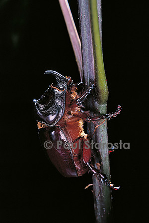 Oryctes nasicornis (rhinocéros).