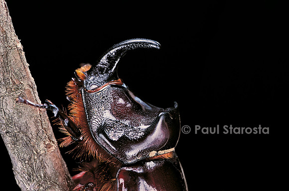 Oryctes nasicornis (rhinocéros).