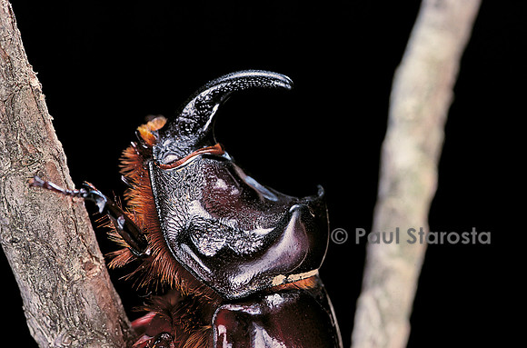 Oryctes nasicornis (rhinocéros).