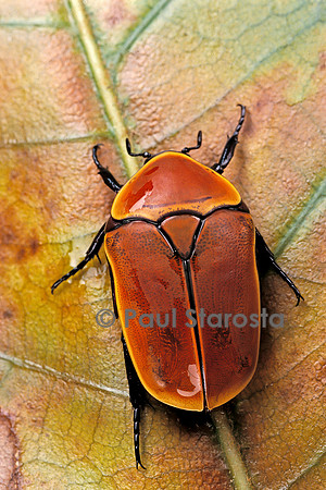 Pachnoda sinuata (cétoine)
