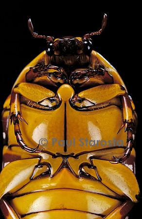 Pachnoda sinuata (cétoine)