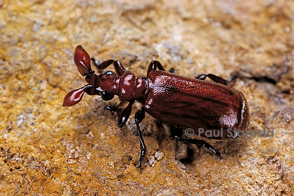 Paussus sp.