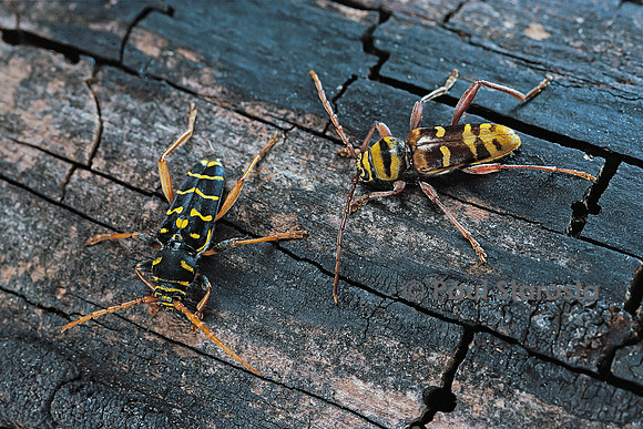 Plagionotus arcuatus