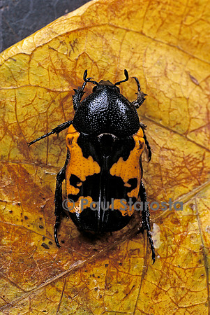 Polybaphes sanguinolenta (cétoine)