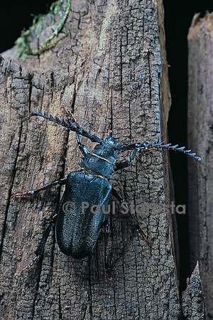 Prionus coriarius (prione tanneur)