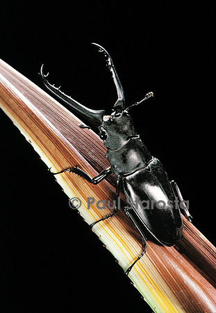 Prosopocoilus giraffa