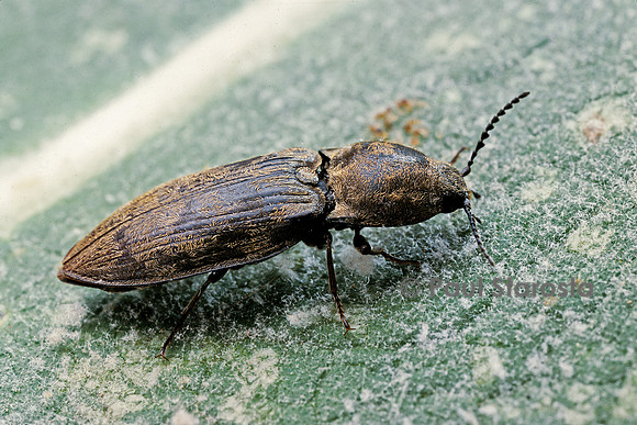 Prosternon tessellatum (taupin)