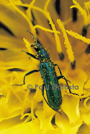 Psilothrix viridicoerulea