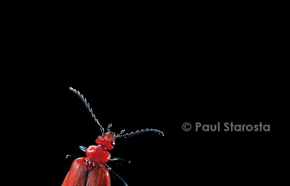 Pyrochroa serraticornis