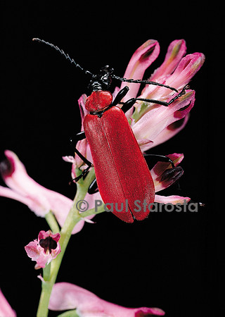 Pyrochroa coccinea (cardinal, pyrochore écarlate)