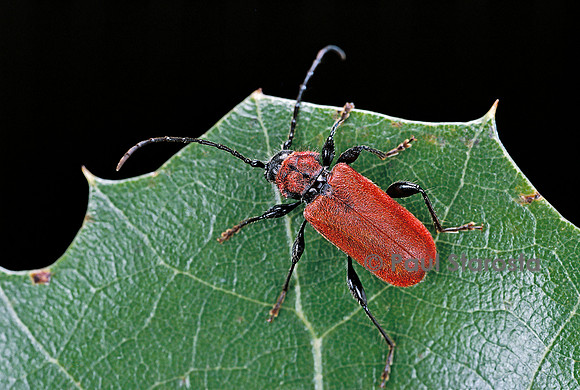 Pyrrhidium sanguineum