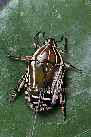 Rhabdotis sobrina (cétoine)