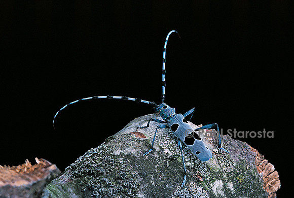 Rosalia alpina (rosalie)