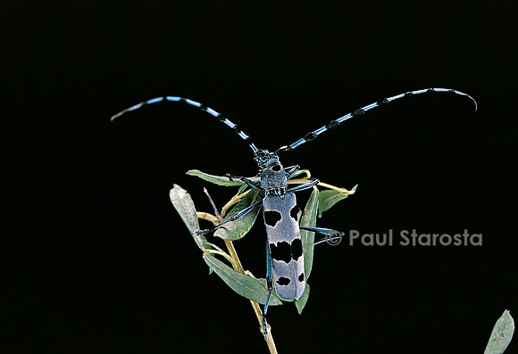 Rosalia alpina (rosalie)