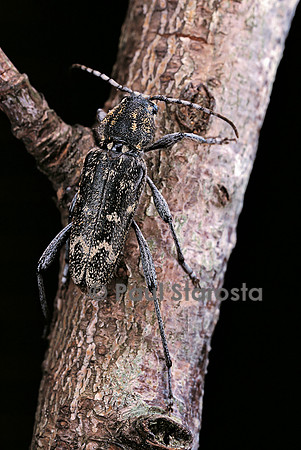 Rusticoclytus rusticus