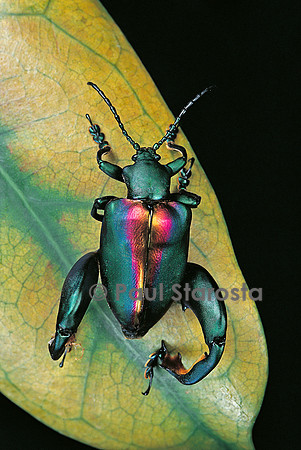 Sagra buqueti