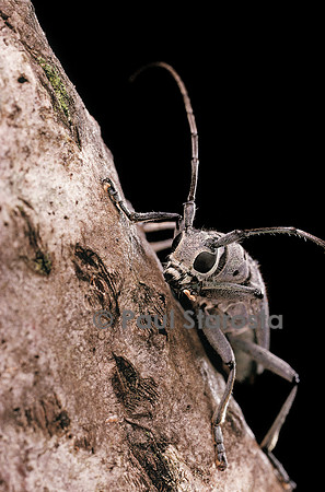 Saperda octopunctata